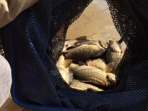 Карпики Кабаньих прудов