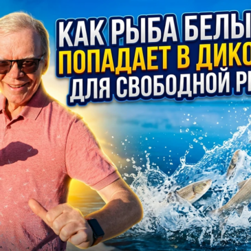 Как Рыба Белый Амур Попадает В Дикое Озеро Для Свободной Рыбалки